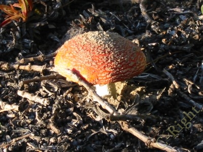 muscaria3.jpg