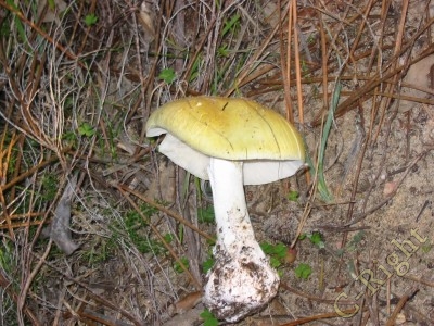 phalloides.jpg