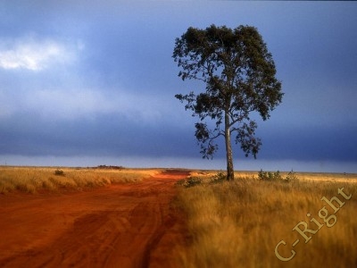 afternoon wallpapers.jpg